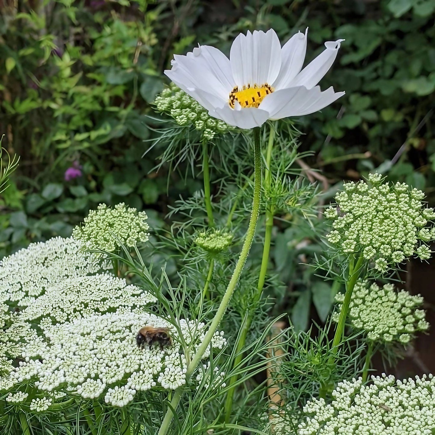 Cosmos Purity
