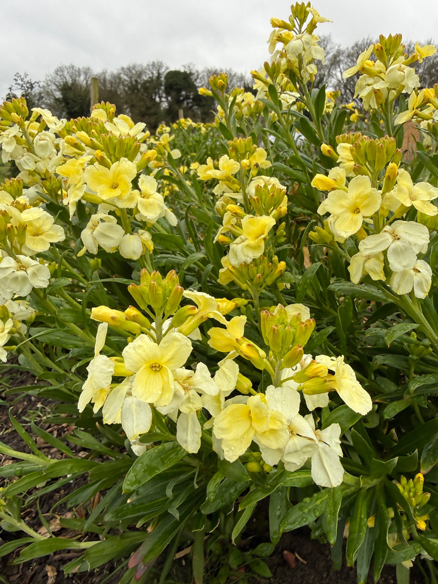 Wallflower Ivory White