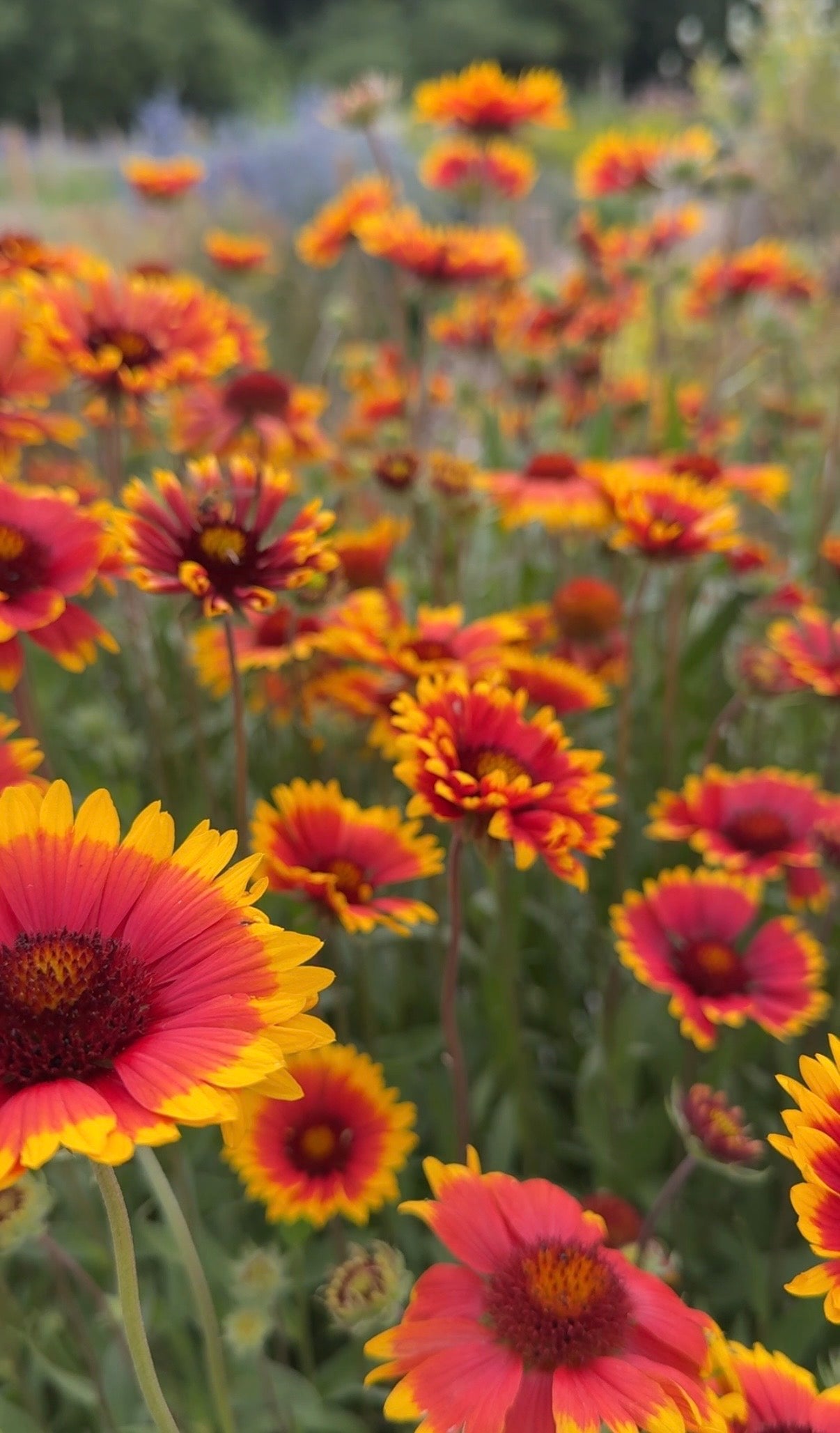 Gaillardia Aristata Bicolour Goblin