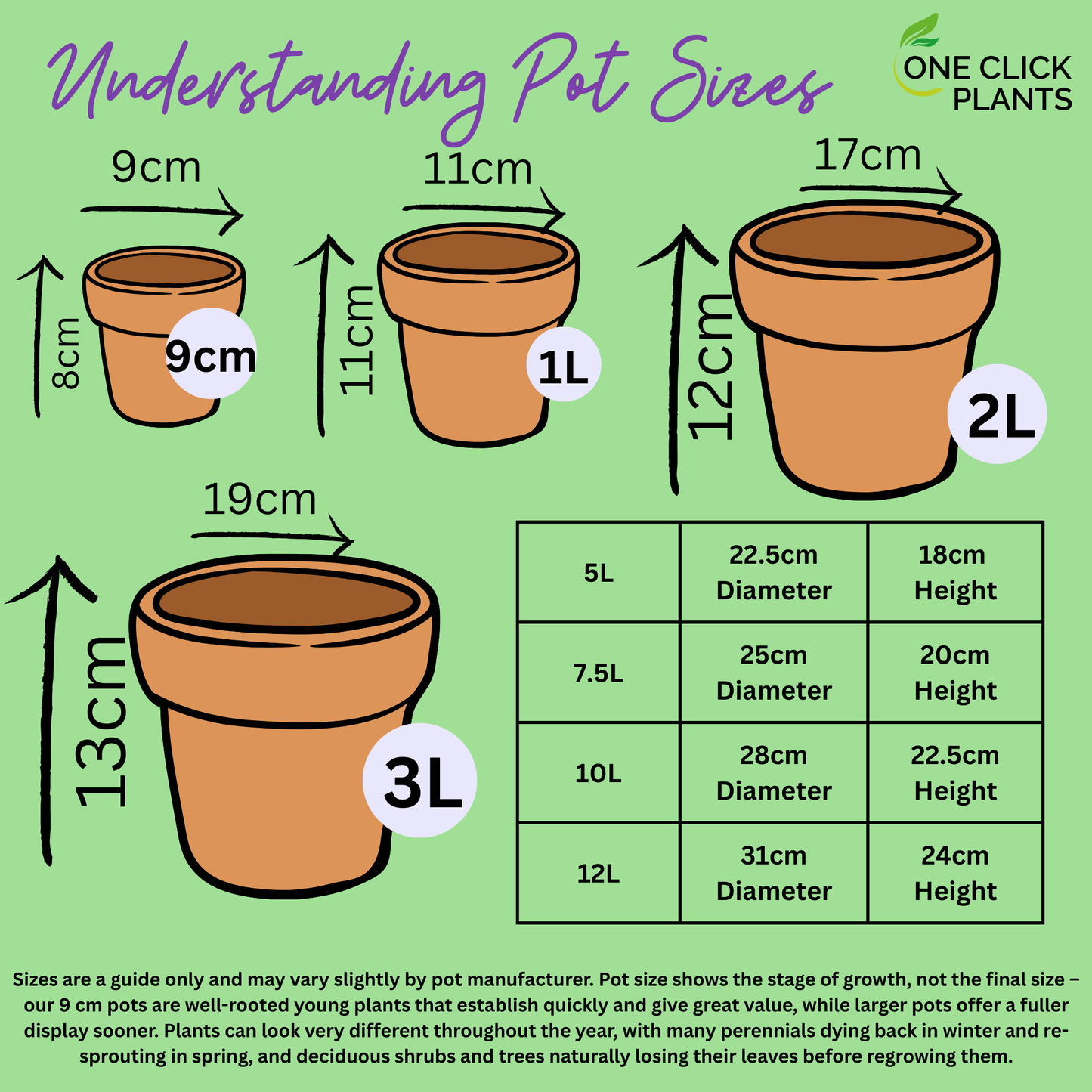 4 x Purple Flowering Perennials – 9cm Pots