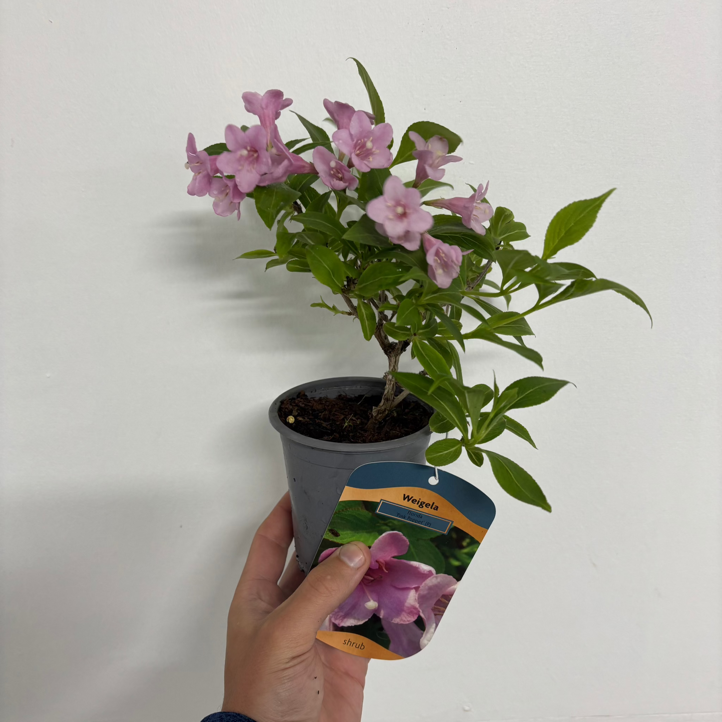 3 x Mixed Weigela 9cm
