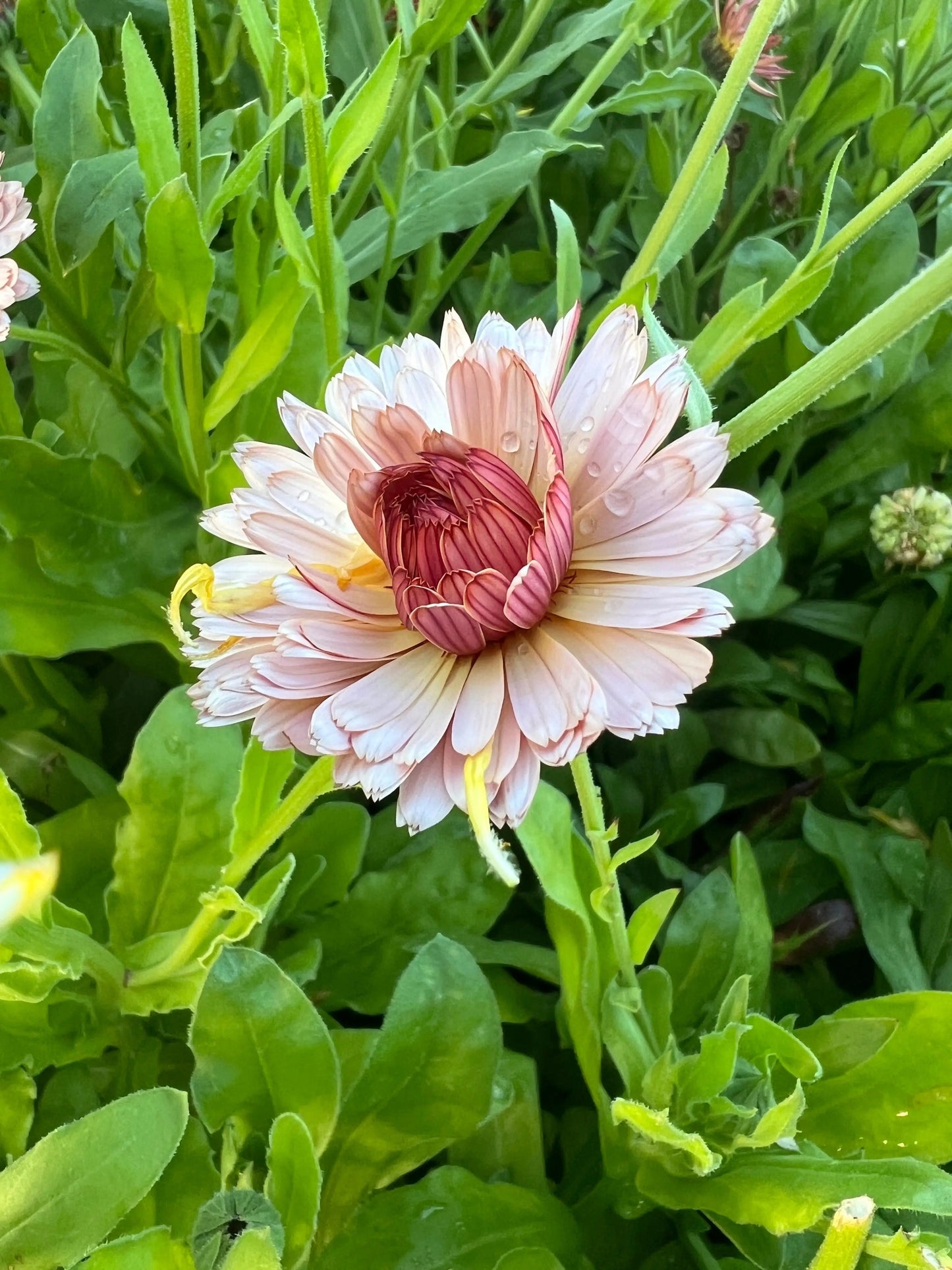 Calendula Sherbet Fizz