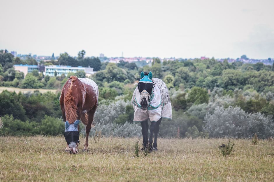 Two horses with protective coverings grazing on a lush hillside with scenic countryside views.