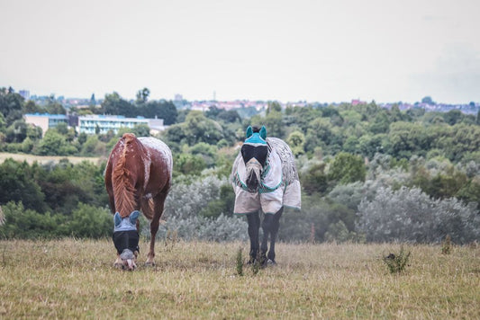 Two horses with protective coverings grazing on a lush hillside with scenic countryside views.