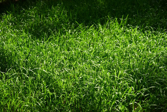 Vibrant green grass illuminated by sunlight in an outdoor field, ideal for nature themes.