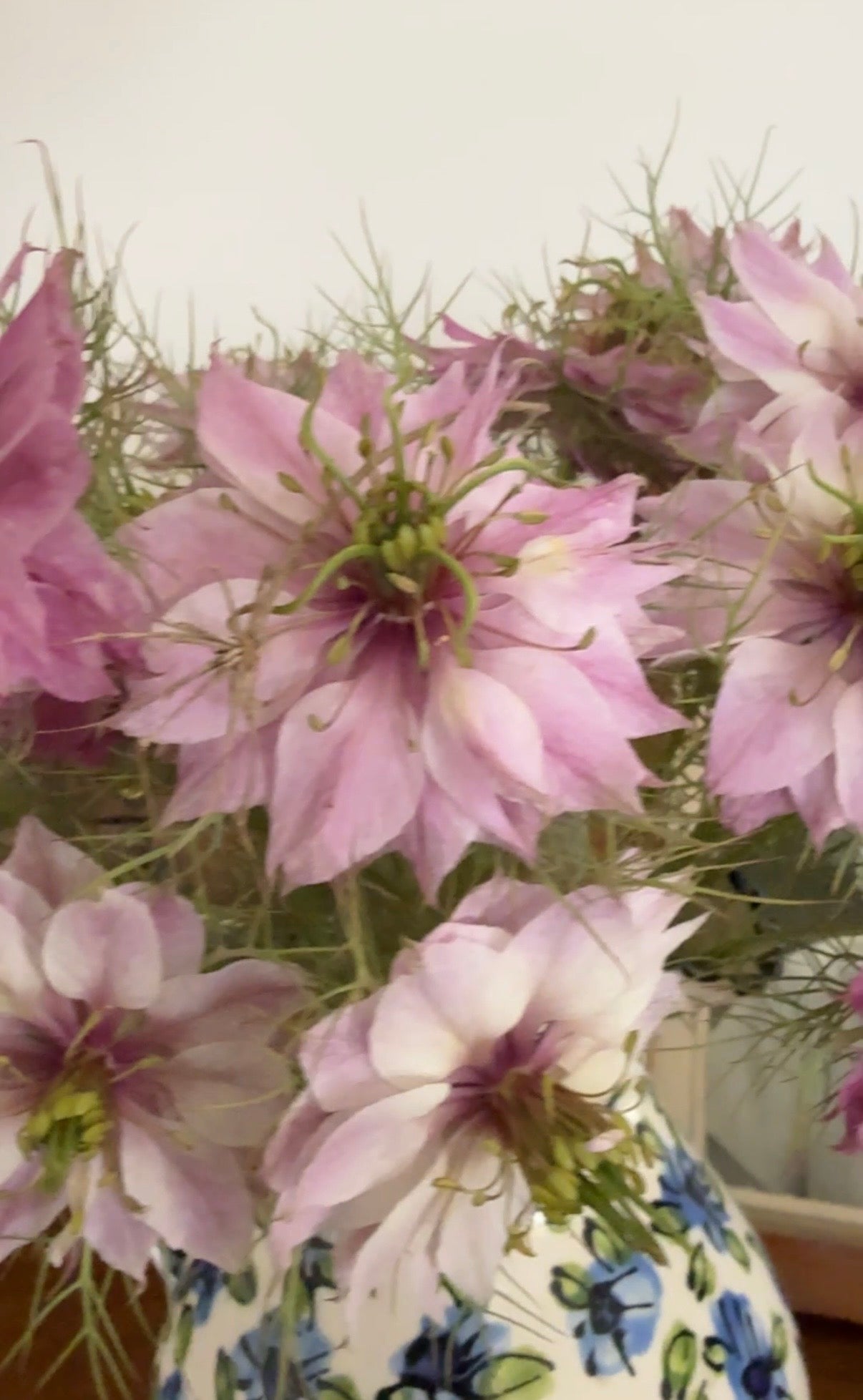 Nigella Mulberry Rose (Love-in-a-mist)