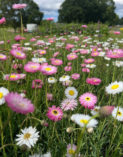 Strawflower Helipterum Roseum Mixed