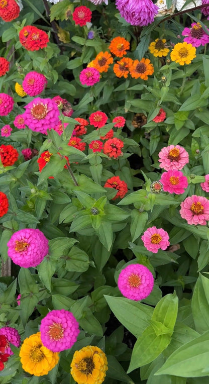 Zinnia Lilliput Mix
