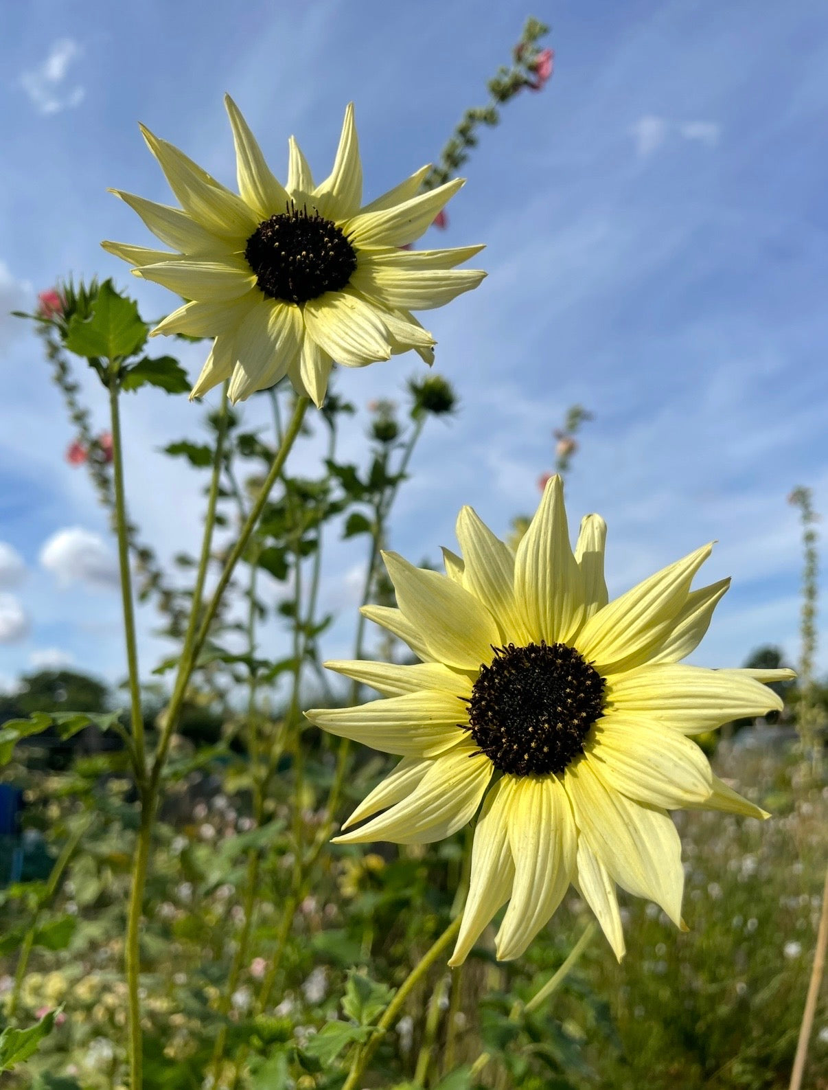 Sunflower Vanilla Ice