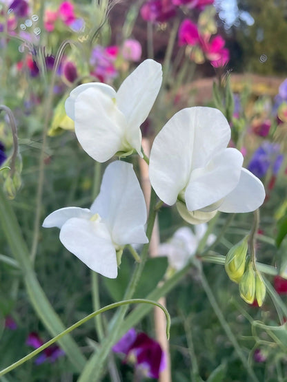 Sweet Pea Swan Lake