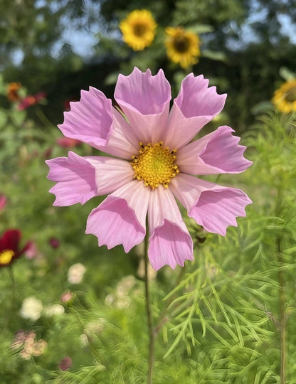 Cosmos Seashells Mixed