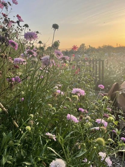 Scabious Imperial Mix
