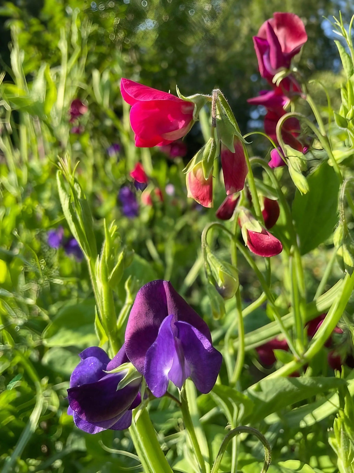 Sweet Pea Old Spice Starry Night