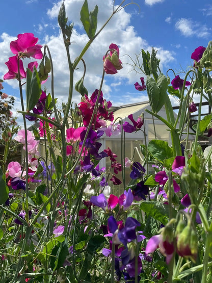 Sweet Pea Bishy Barnabee Mix
