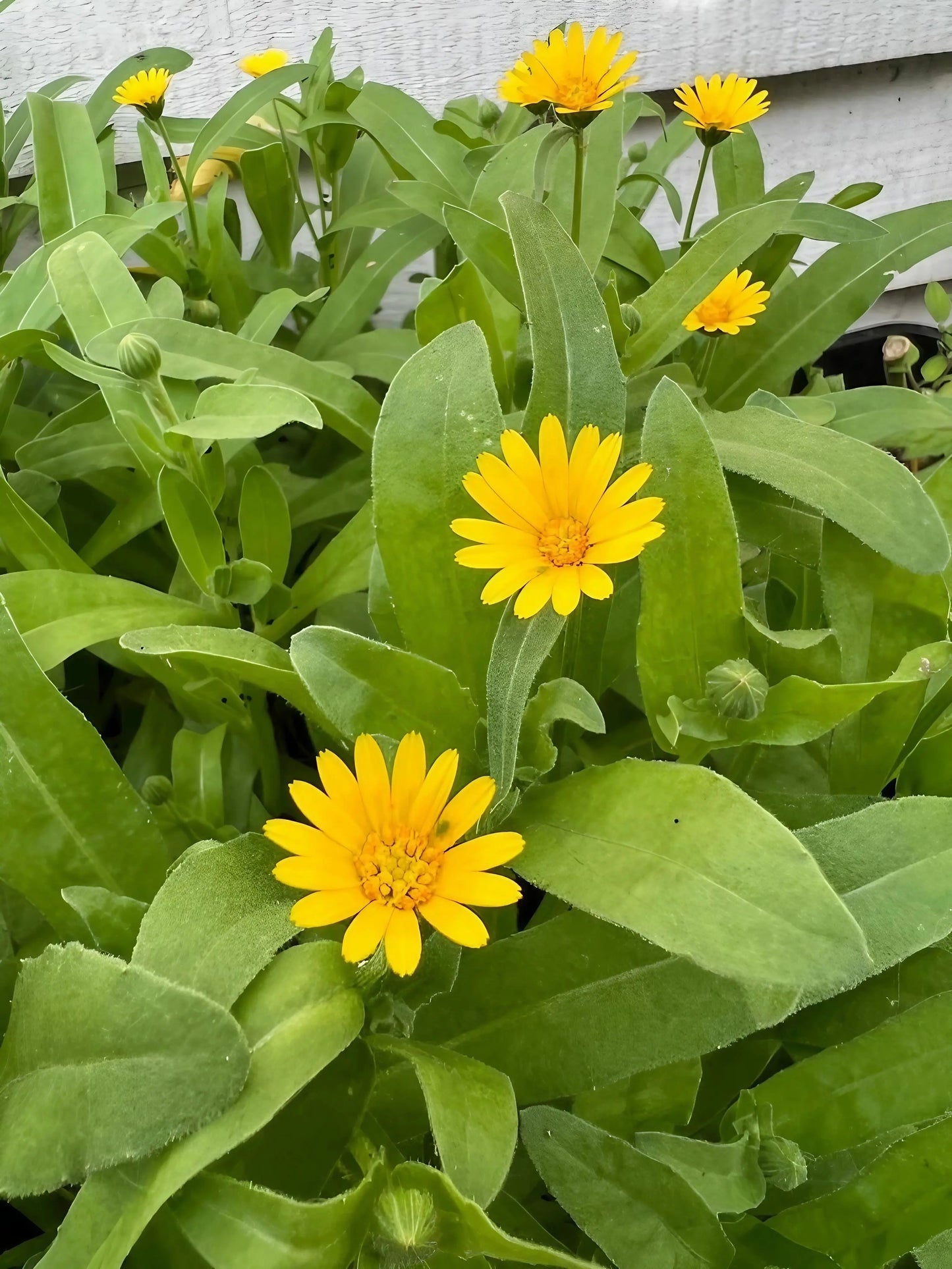 Calendula Wintersun