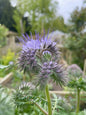 Phacelia