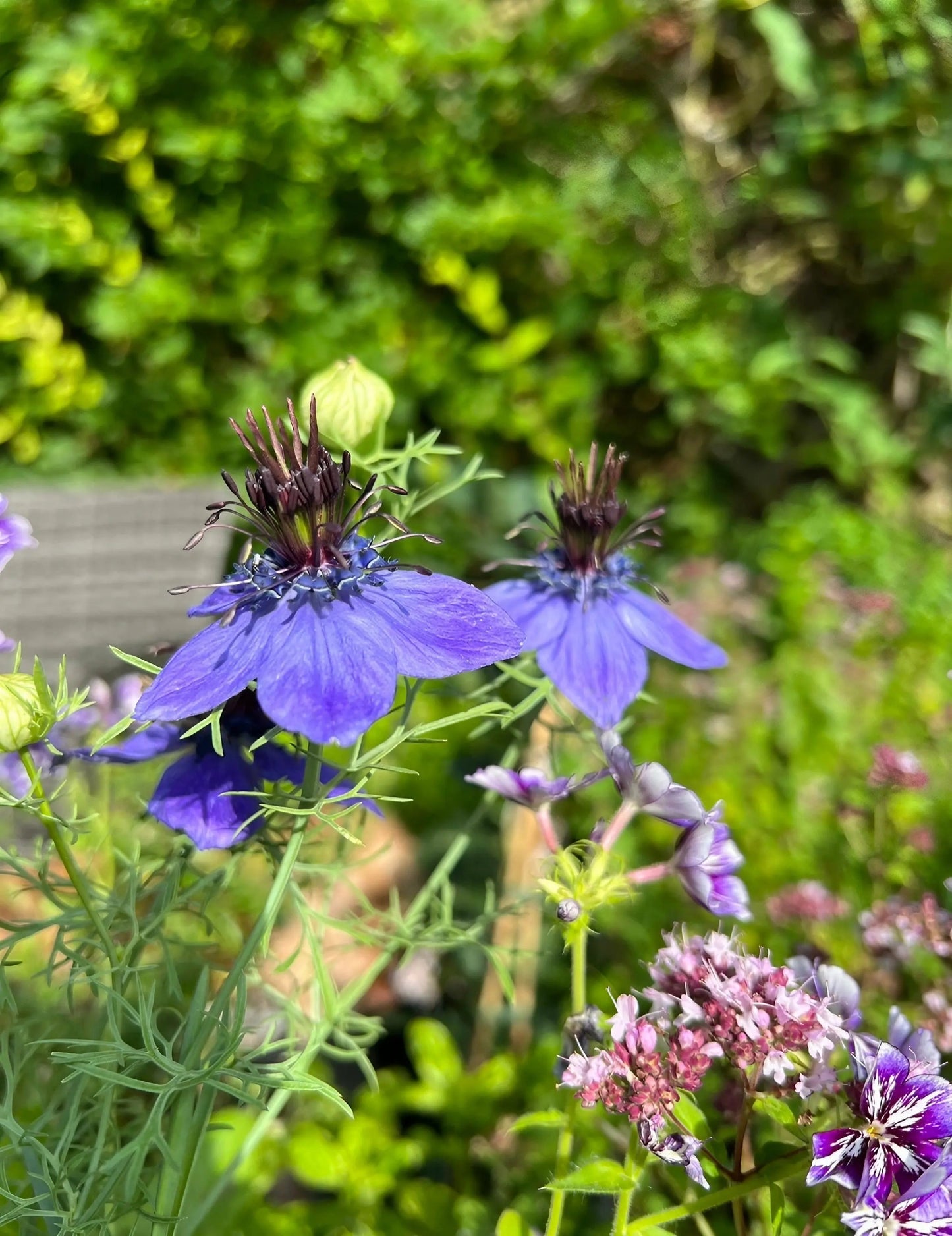 Nigella hispanica