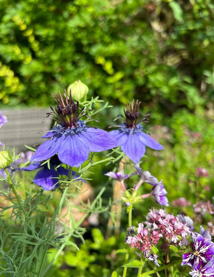 Nigella hispanica