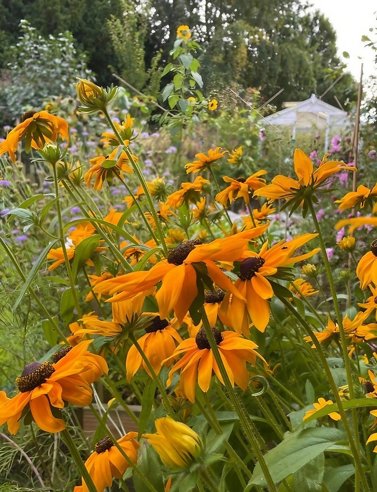 Rudbeckia Marmalade