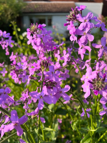 Hesperis Purple (Sweet Rocket)