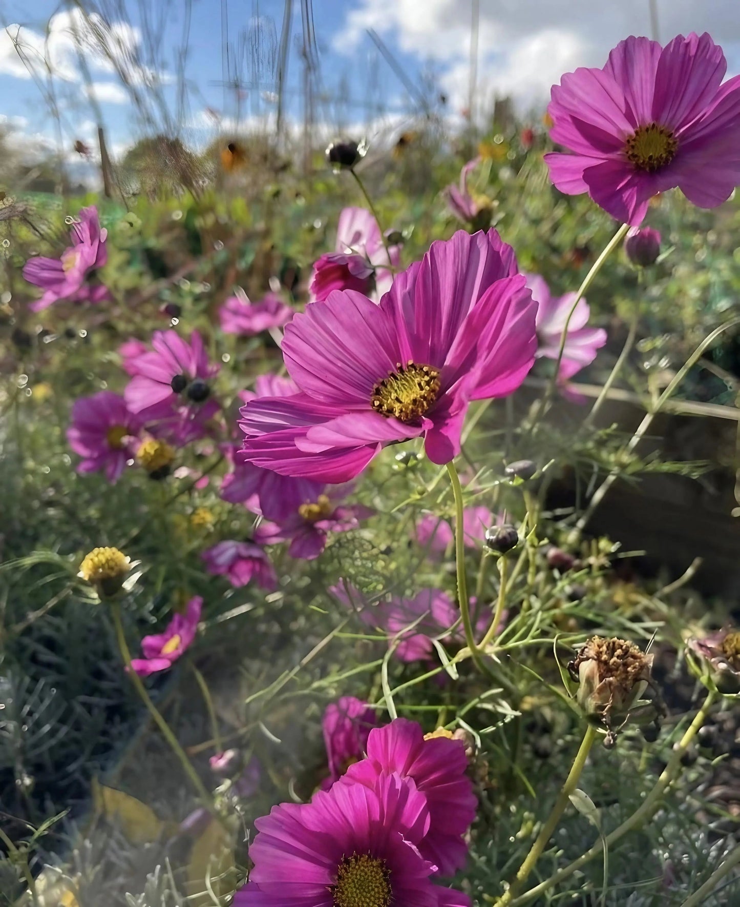 Cosmos Sensation Mixed