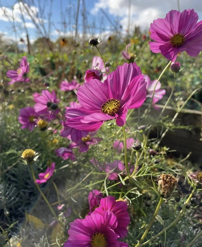 Cosmos Sensation Mixed