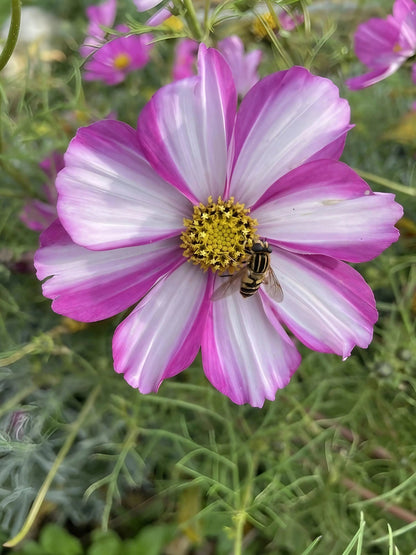 Cosmos Sensation Mixed