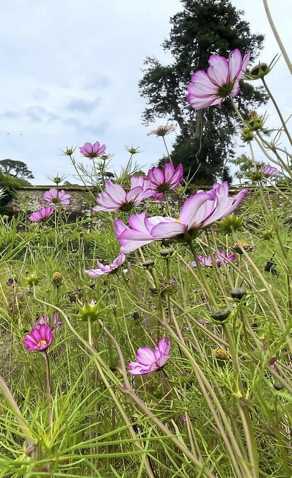 Cosmos Fizzy Rose