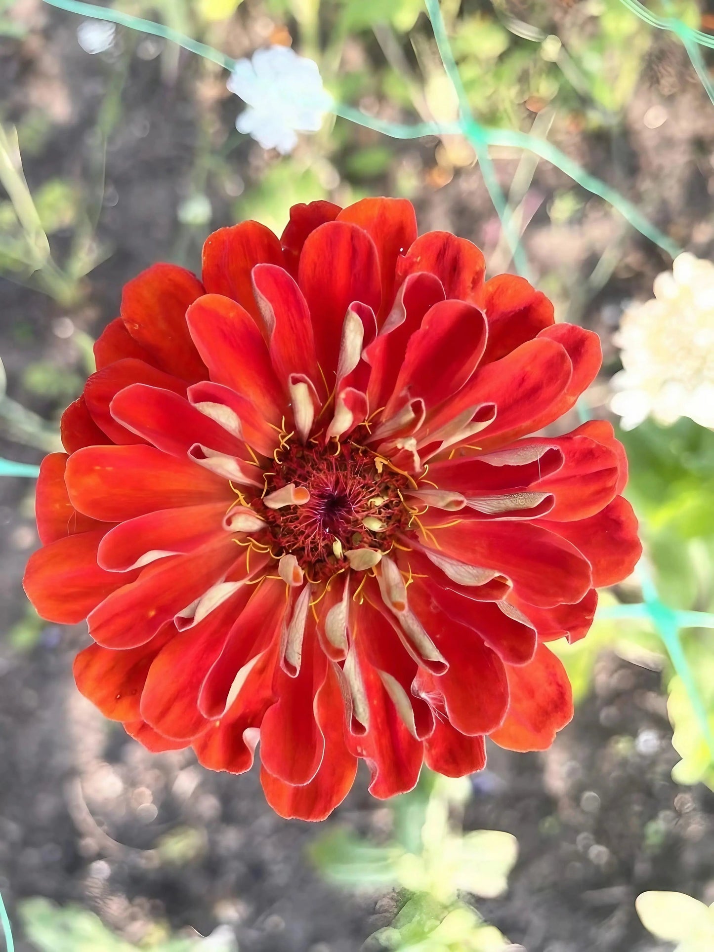 Zinnia Giants of California