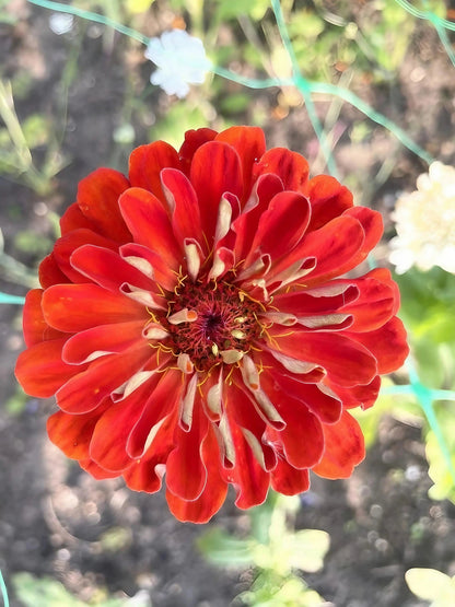 Zinnia Giants of California