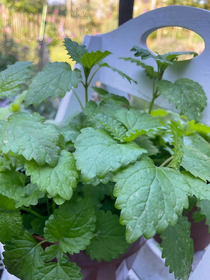 Lemon Balm