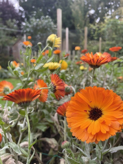 Calendula Art Shades Mixed