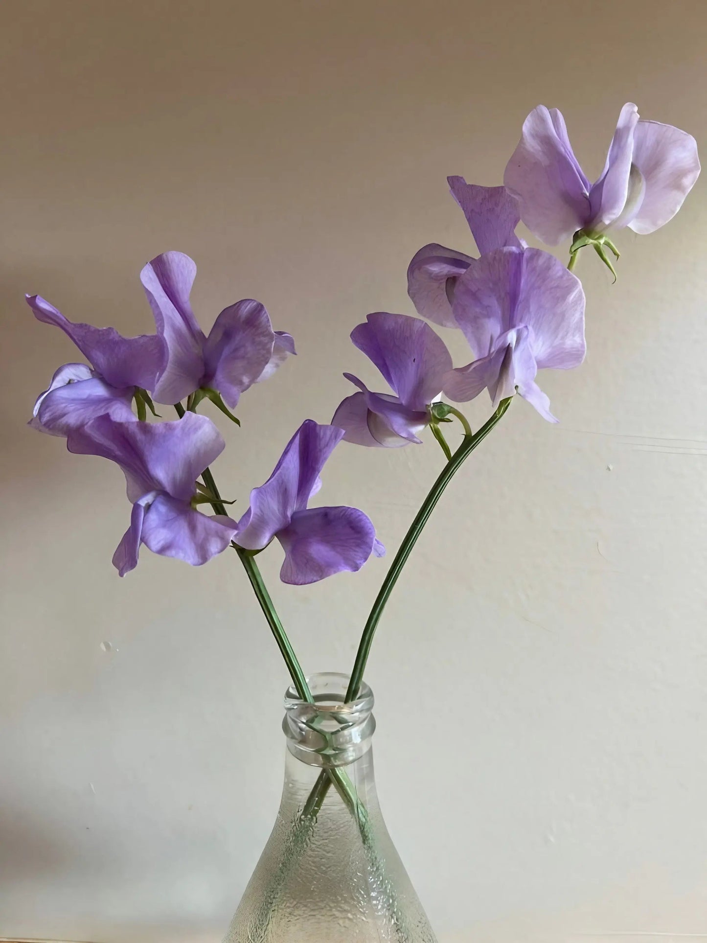 Sweet Pea Leamington