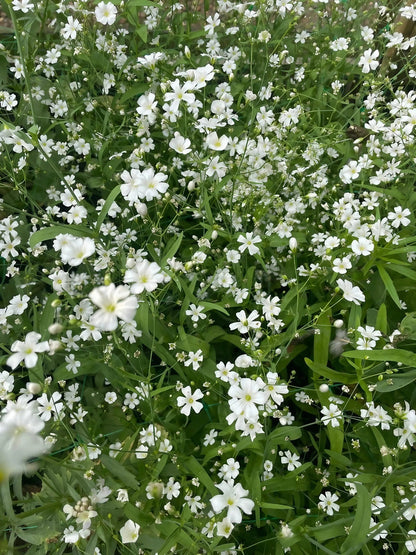 Gypsophila Covent Garden