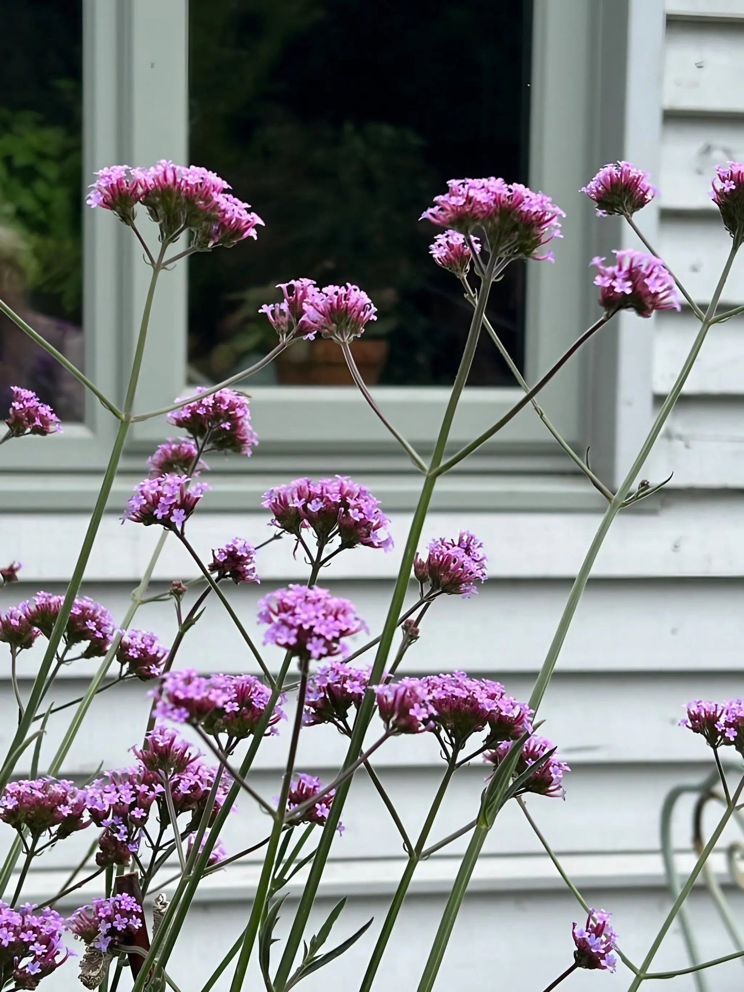 Verbena bonariensis