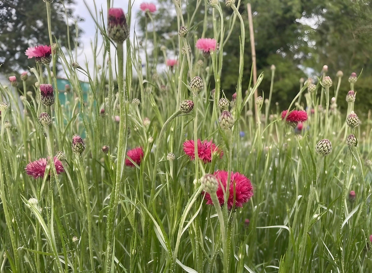 Cornflower Red Boy