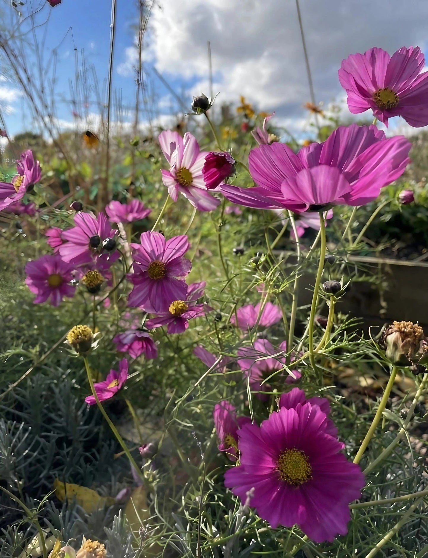 Cosmos Sensation Mixed