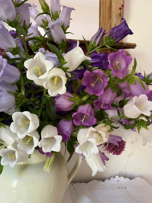 Canterbury Bells Crown Single Mixed