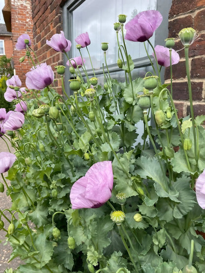 Poppy Hungarian Blue
