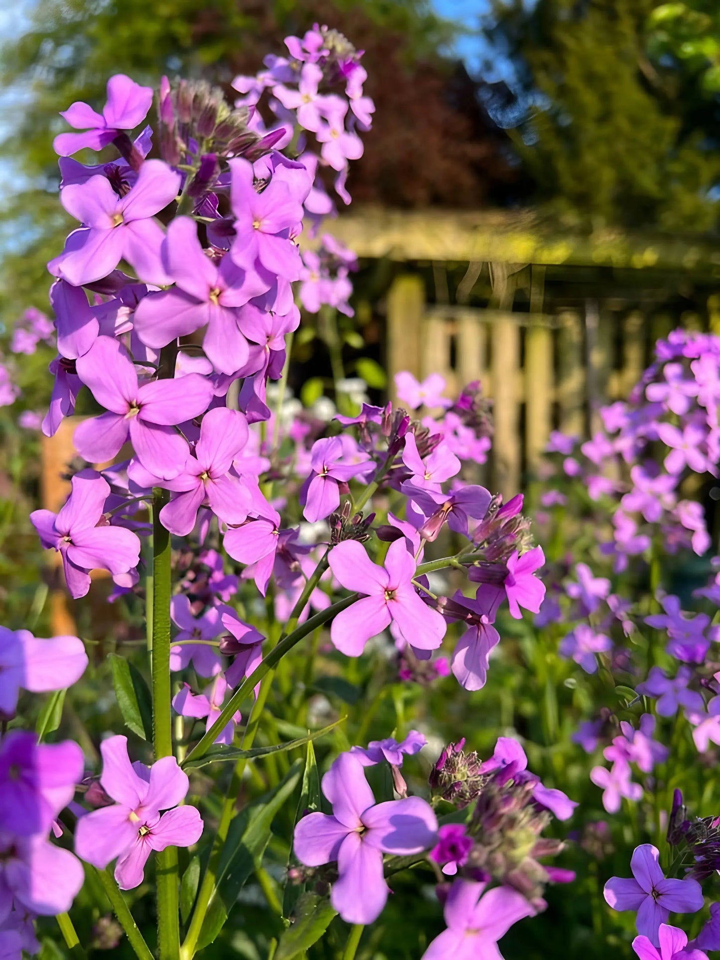 Hesperis Mixed