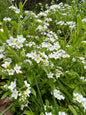 Forget-me-not White