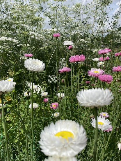 Strawflower Helipterum Roseum Mixed