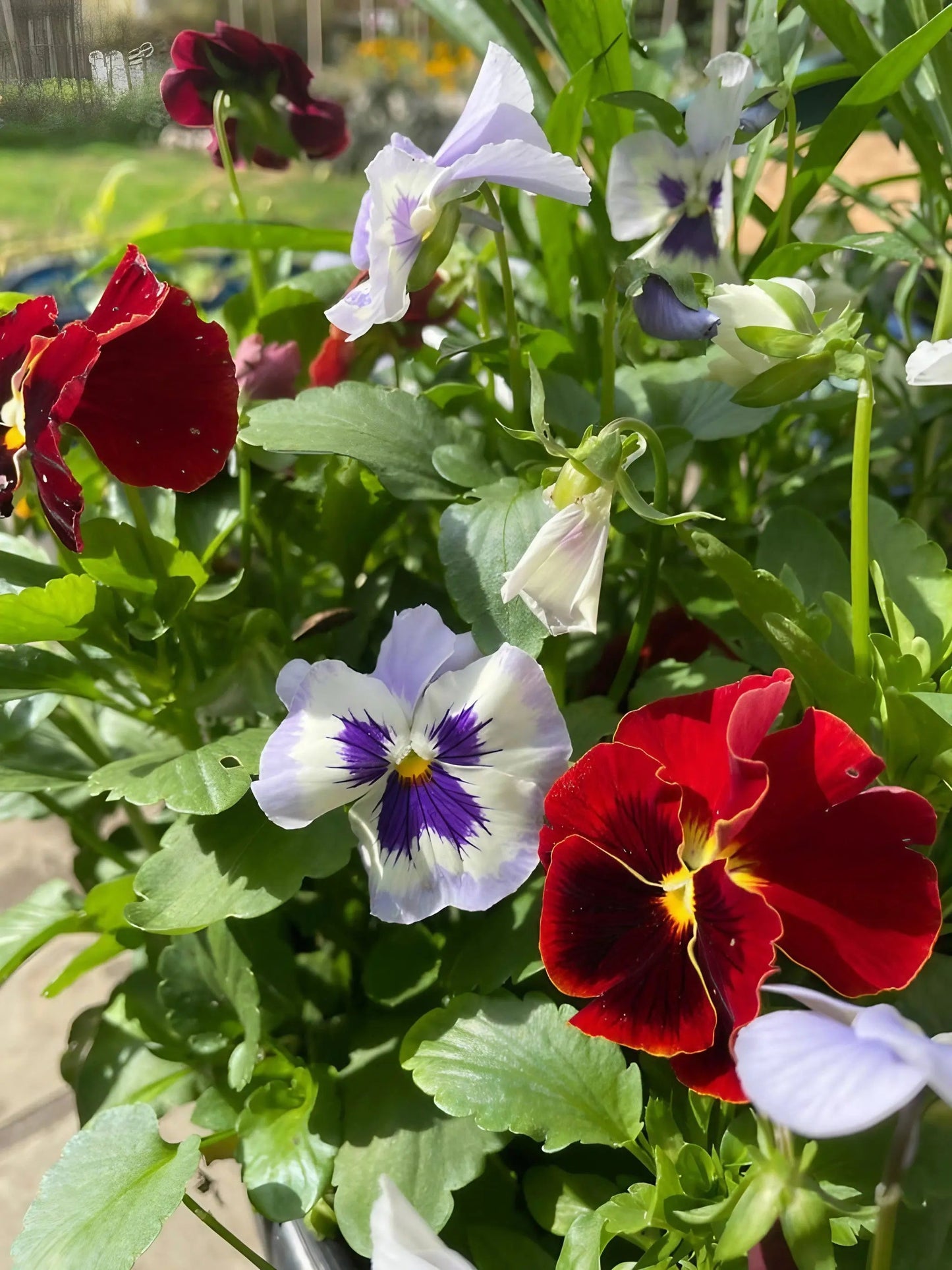 Viola Cornuta Large Flower Mix
