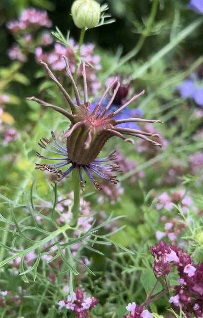Nigella hispanica
