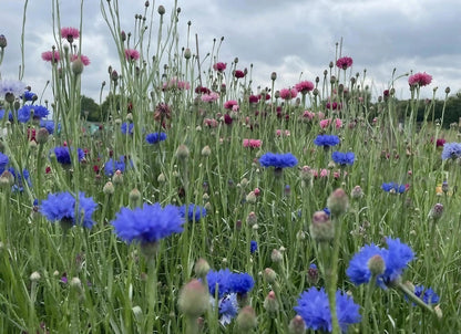 Cornflower Blue Ball