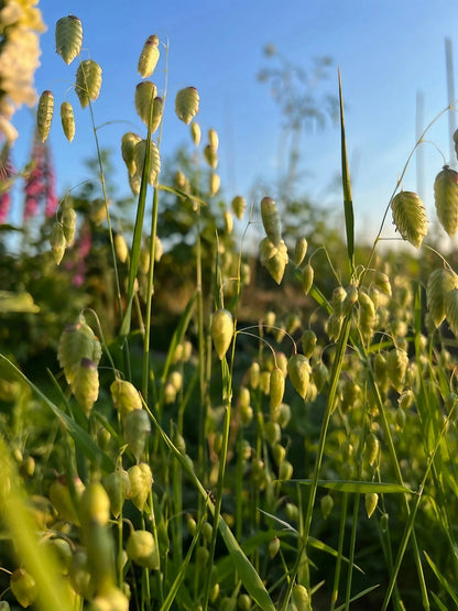 Briza Maxima - Quaking Grass