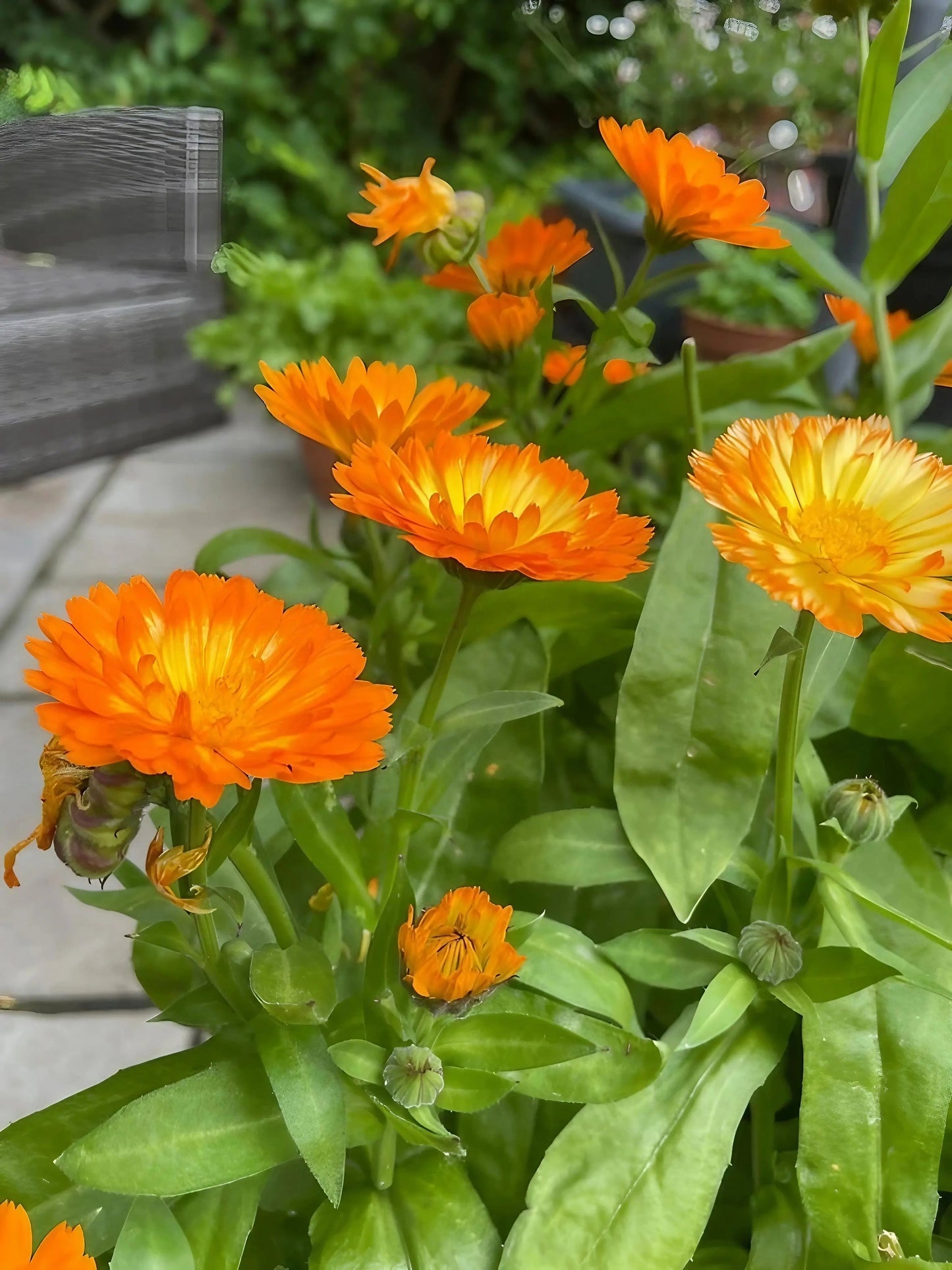 Calendula Oopsy Daisy