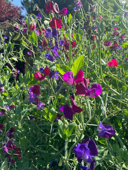 Sweet Pea Old Spice Starry Night