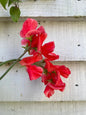 Sweet Pea Parfume Edith Flanagan