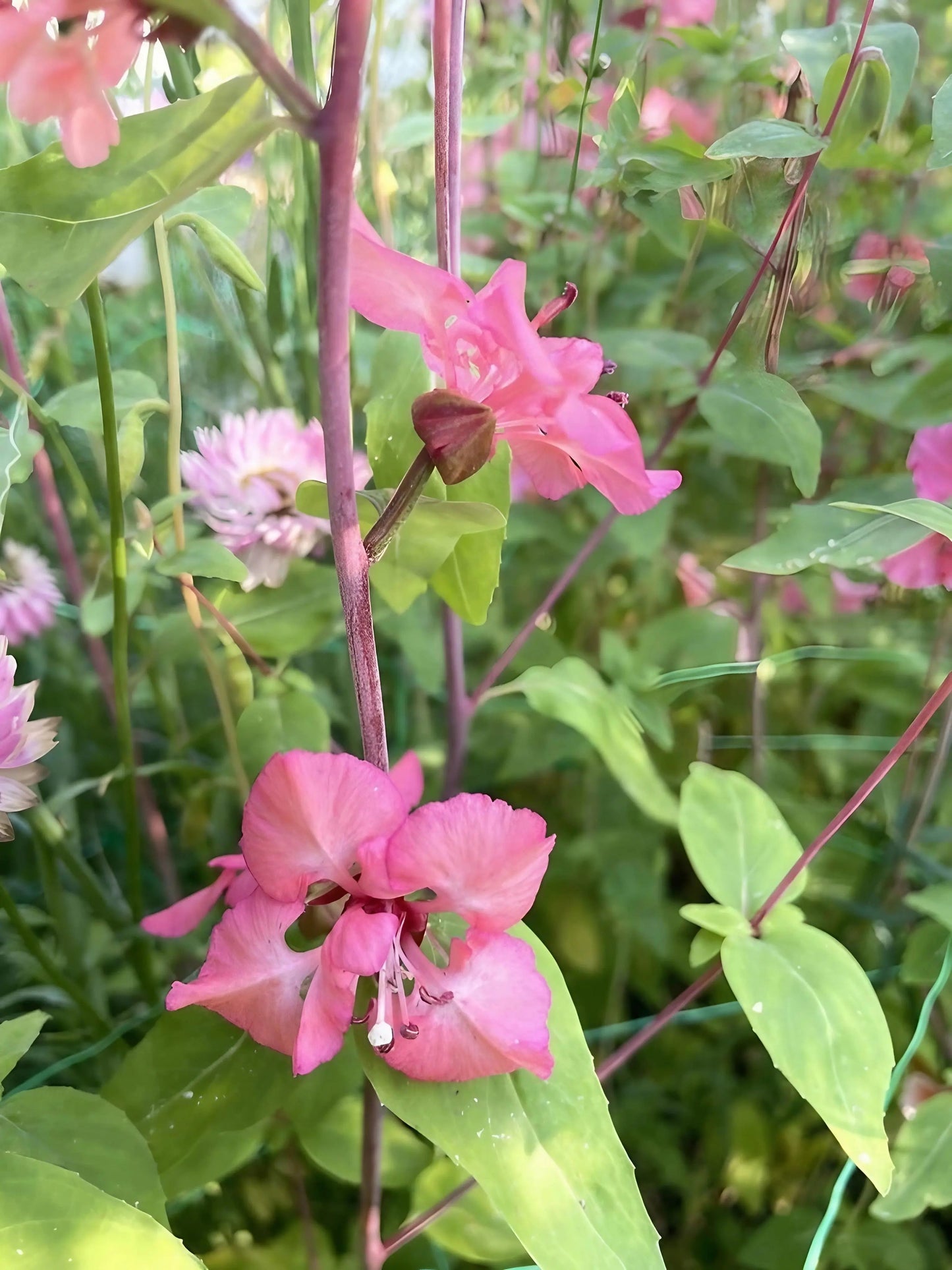 Clarkia Crown Double Mix